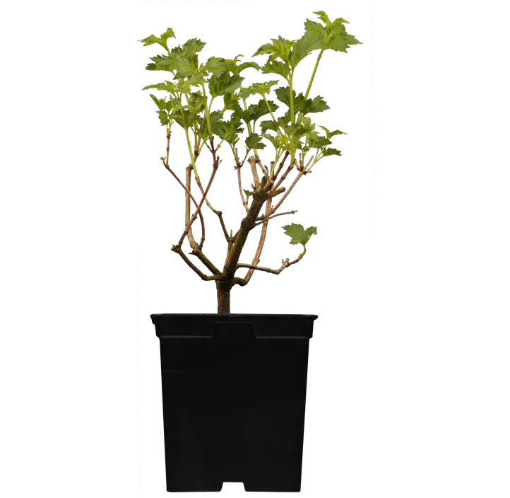 Gewöhnlicher Schneeball 'Roseum'