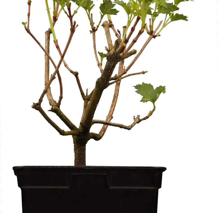 Gewöhnlicher Schneeball 'Roseum' Gewöhnlicher Schneeball 'Roseum'