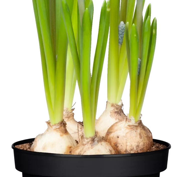 Traubenhyazinthe 'Ocean Magic' Traubenhyazinthe 'Ocean Magic'