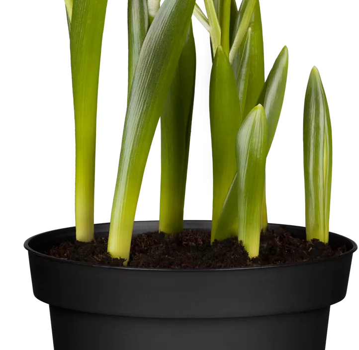 Milchstern Milchstern