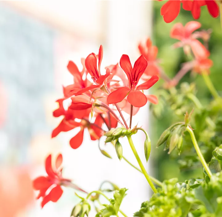 Hängegeranie 'Grand Idols®'