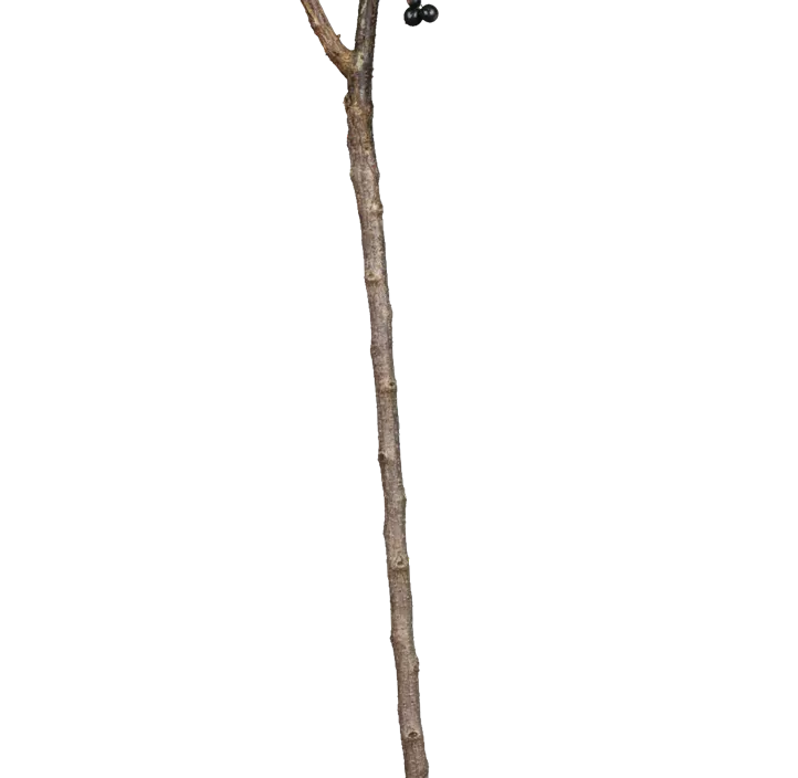 Johannisbeere 'Blackbells' Johannisbeere 'Blackbells'