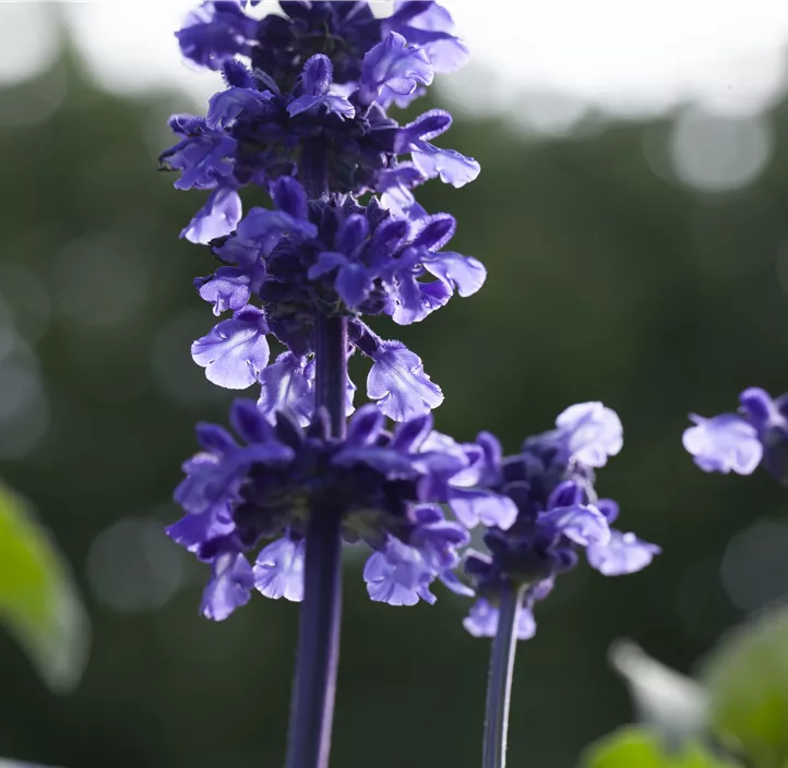 Mehliger Salbei 'Mystic' Mehliger Salbei 'Mystic'