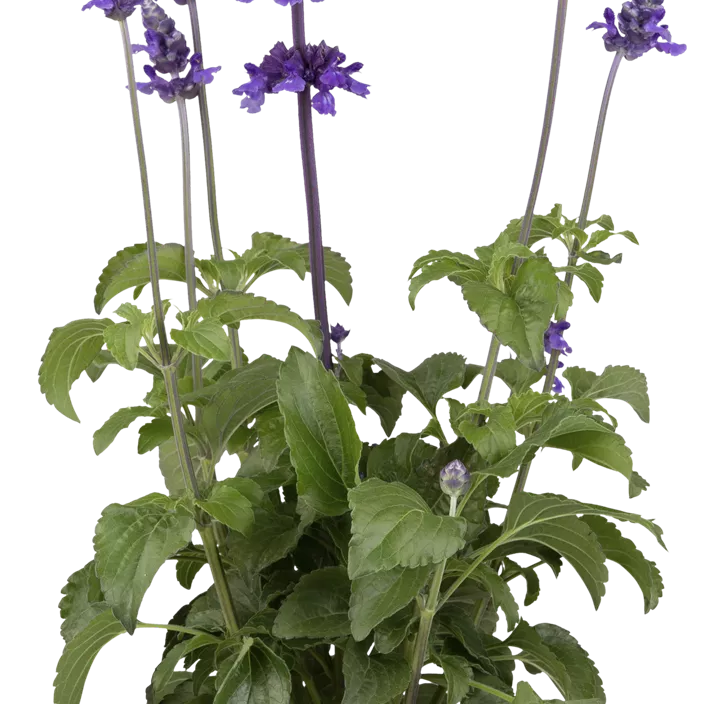 Mehliger Salbei 'Mystic' Mehliger Salbei 'Mystic'