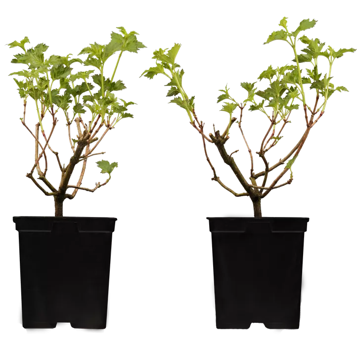 Gewöhnlicher Schneeball 'Roseum'
