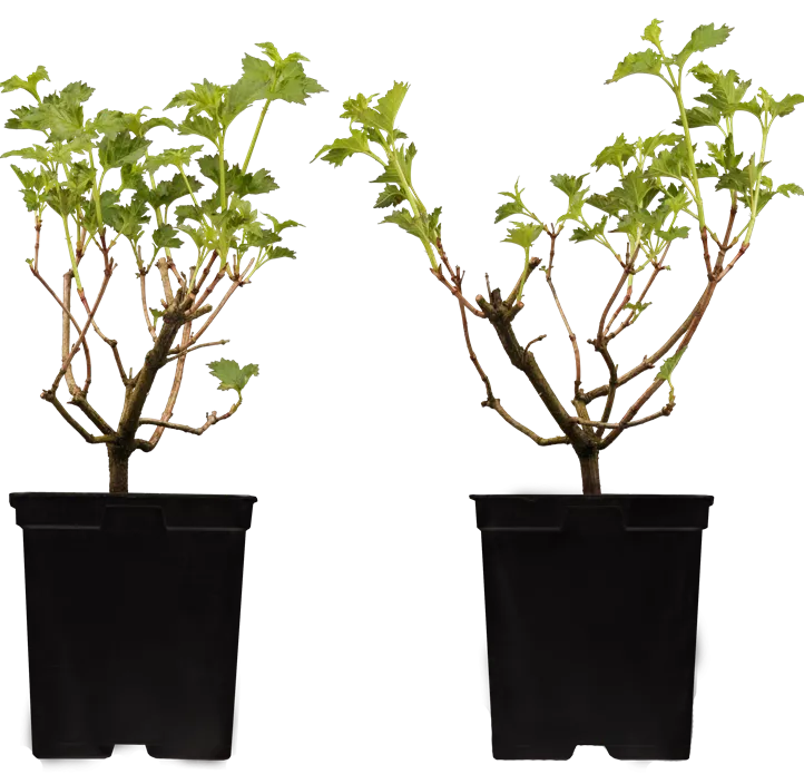 Gewöhnlicher Schneeball 'Roseum' Gewöhnlicher Schneeball 'Roseum'