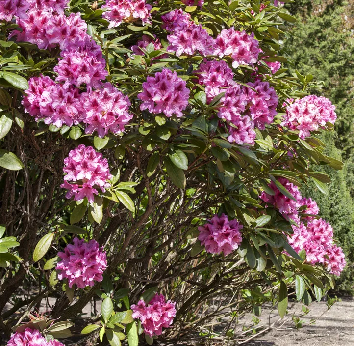 Rhododendron-Hybride 'Cosmopolitan' Rhododendron-Hybride 'Cosmopolitan'