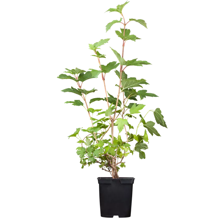 Gewöhnlicher Schneeball 'Roseum'