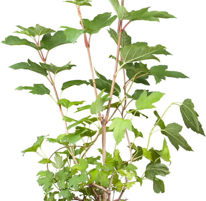 Gewöhnlicher Schneeball 'Roseum' Gewöhnlicher Schneeball 'Roseum'