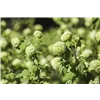 bellaflora Gartencenter GmbH