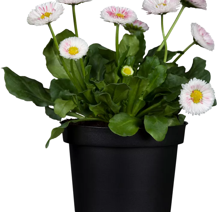 Gänseblümchen Gänseblümchen