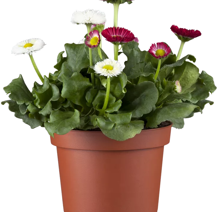 Gänseblümchen Gänseblümchen