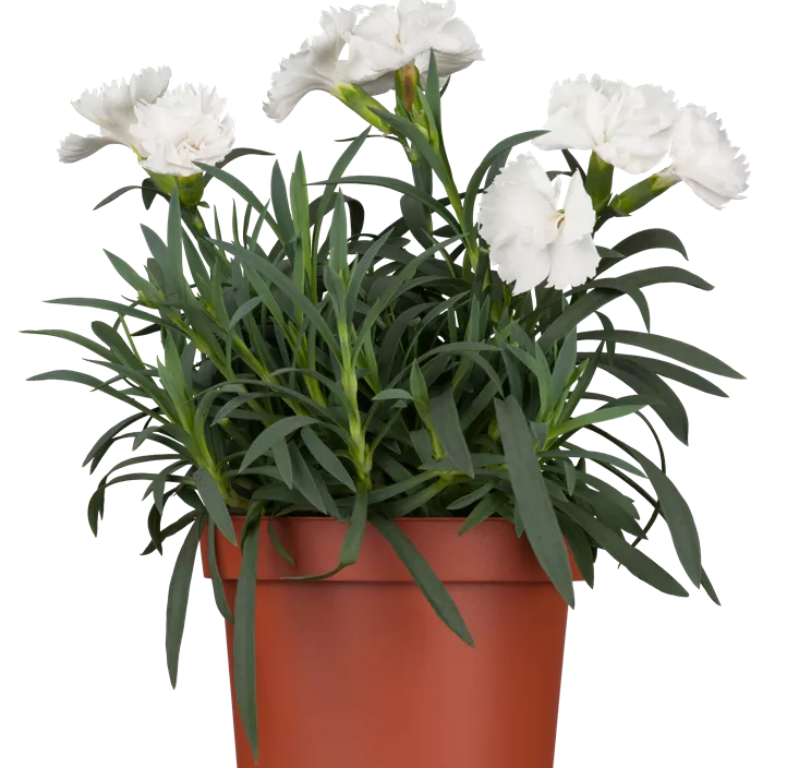 Gartennelke Gartennelke