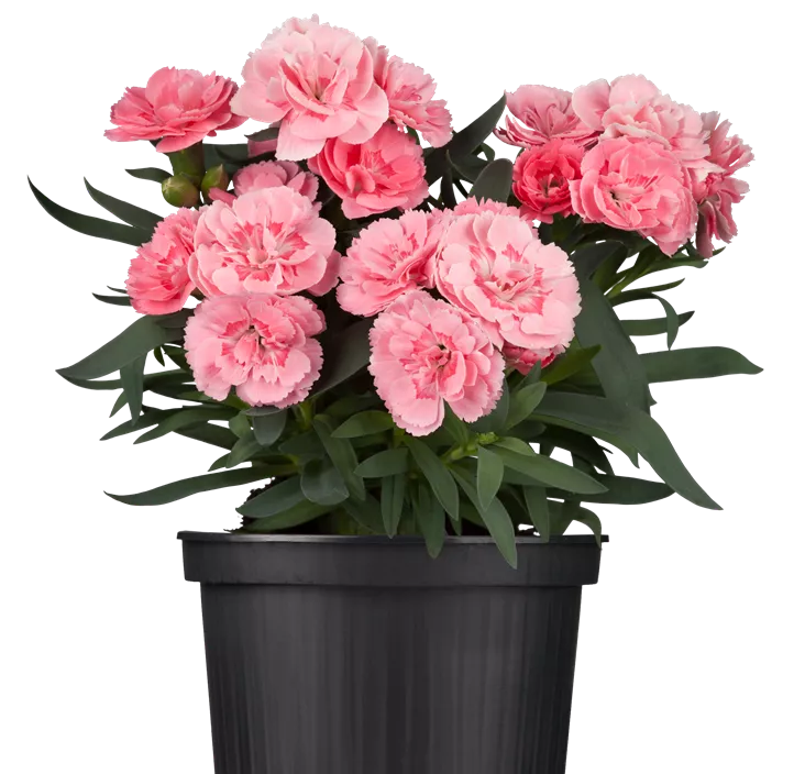 Gartennelke Gartennelke