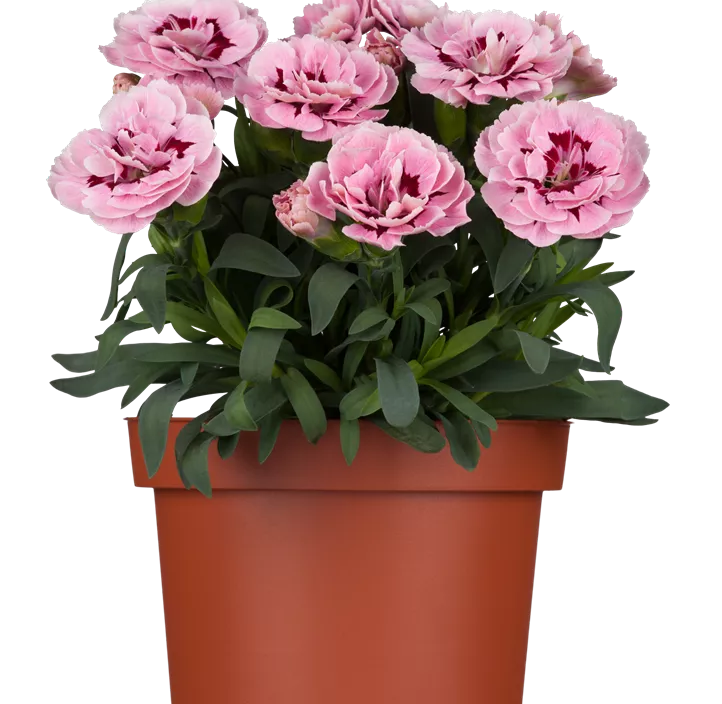 Gartennelke Gartennelke