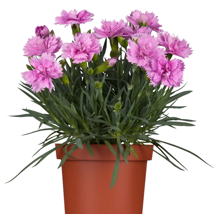 Gartennelke Gartennelke