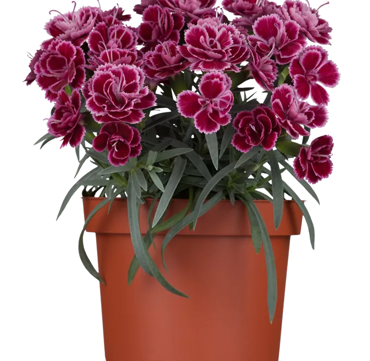 Gartennelke Gartennelke