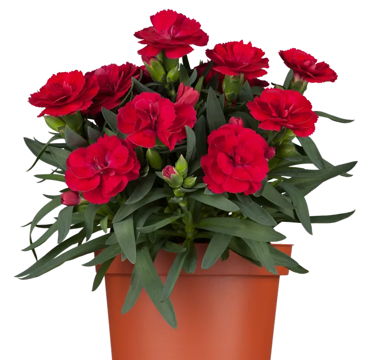 Gartennelke Gartennelke