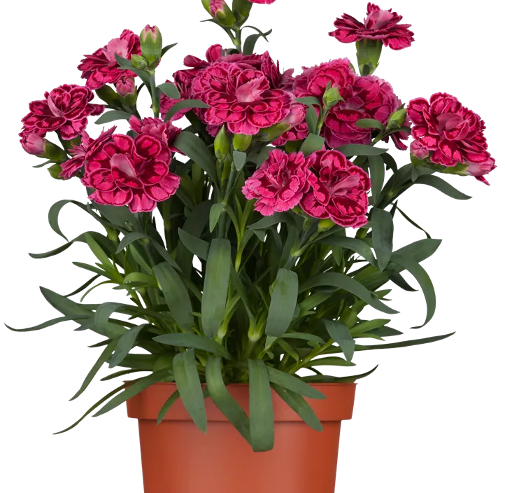 Gartennelke Gartennelke