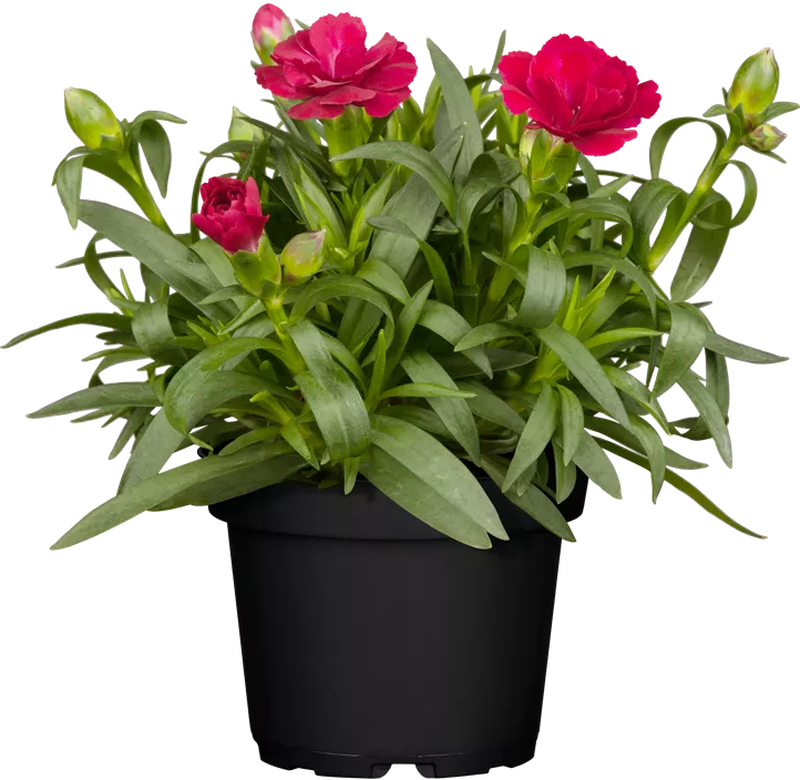 Gartennelke Gartennelke