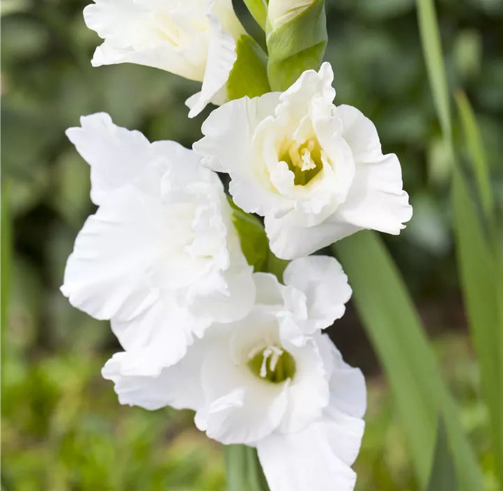 Gladiole
