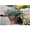 bellaflora Gartencenter GmbH