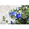 bellaflora Gartencenter GmbH
