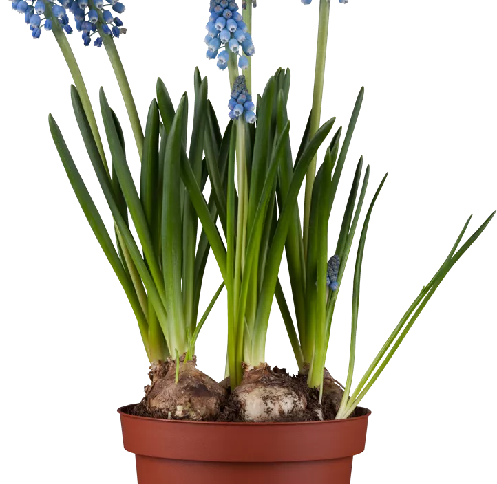 Traubenhyazinthe Lindsay Traubenhyazinthe Lindsay