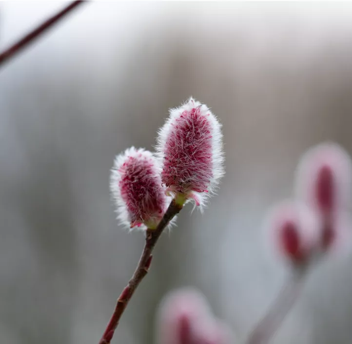 Weide Kätzchen Trio Weide Kätzchen Trio
