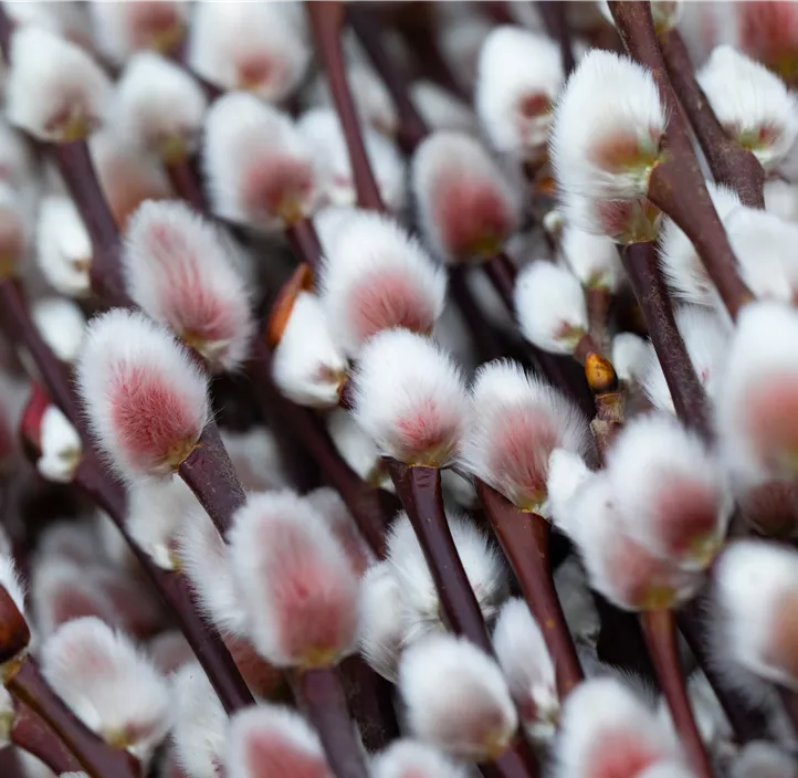 Weide Kätzchen Trio Weide Kätzchen Trio