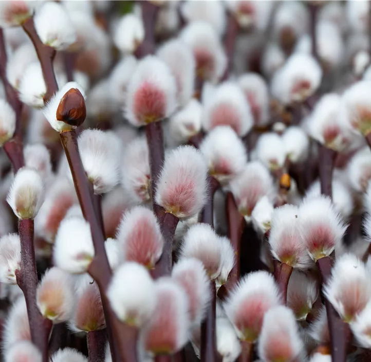 Weide Kätzchen Trio Weide Kätzchen Trio