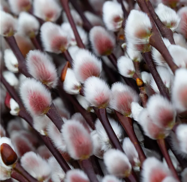 Weide Kätzchen Trio Weide Kätzchen Trio