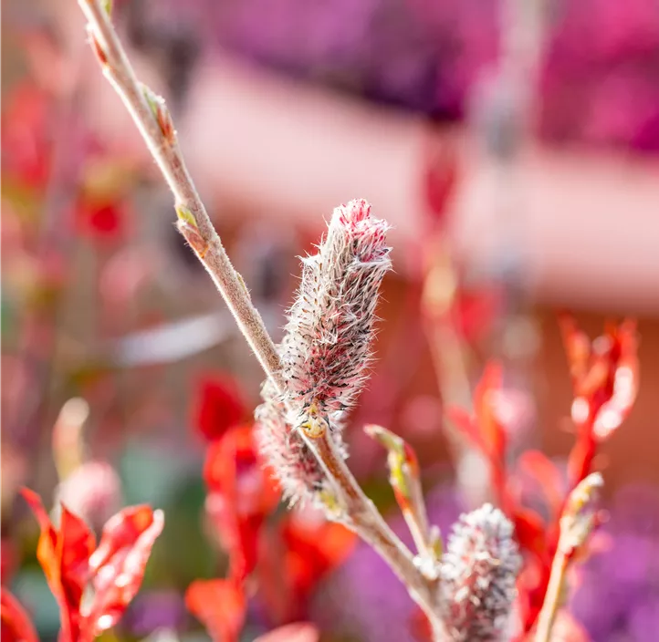 Weide Kätzchen Trio Weide Kätzchen Trio