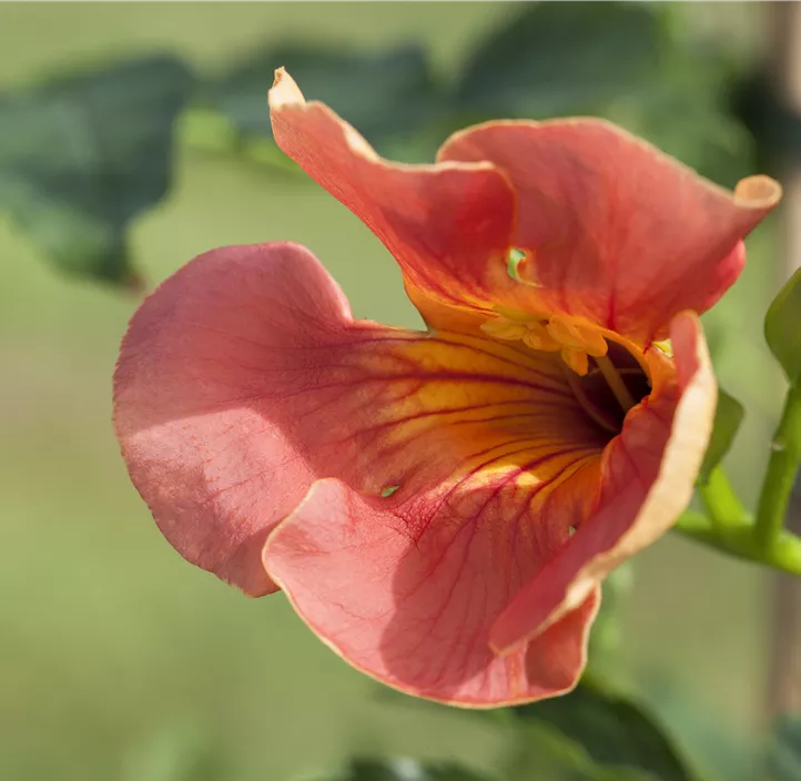 Rote Kletter-Trompetenblume