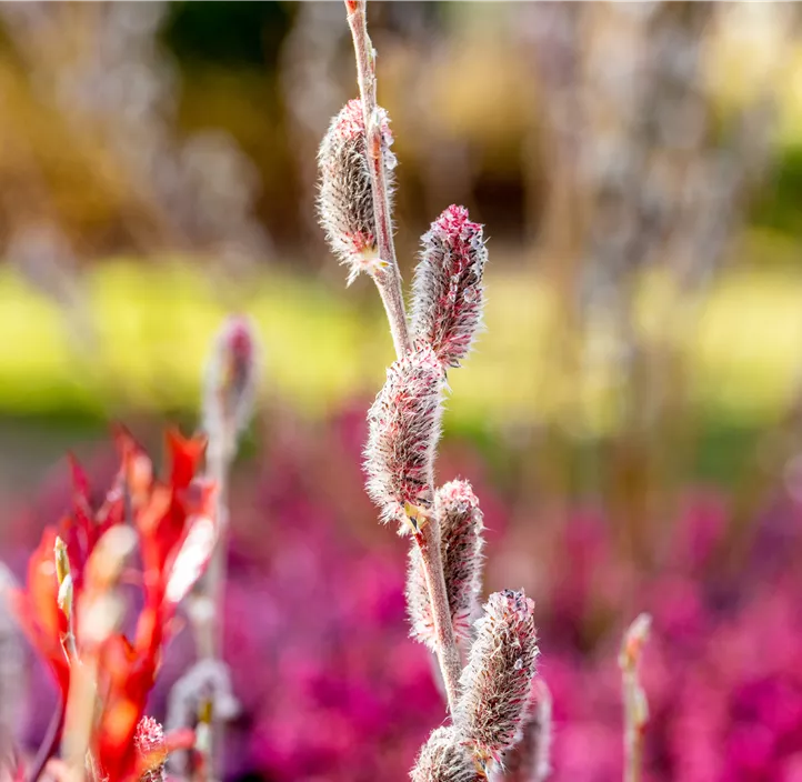 Weide Kätzchen Trio Weide Kätzchen Trio
