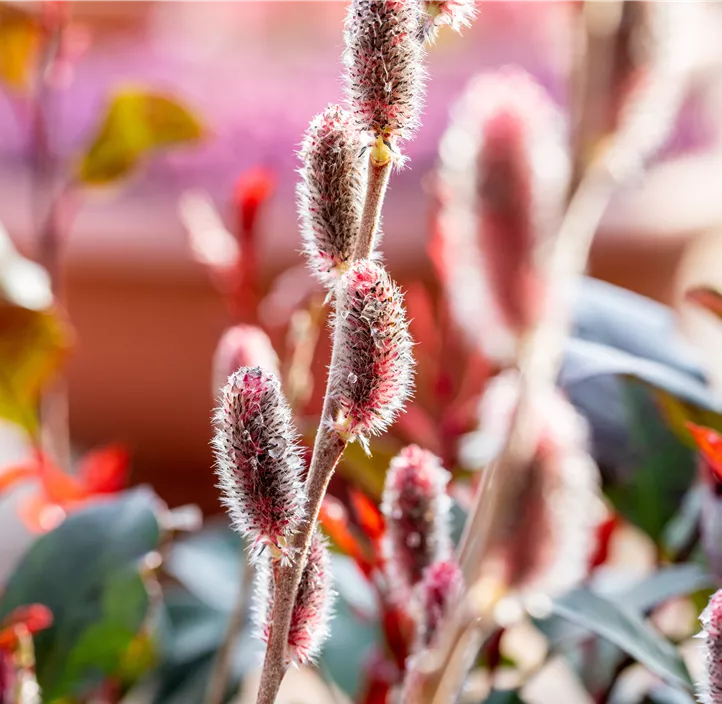 Weide Kätzchen Trio Weide Kätzchen Trio