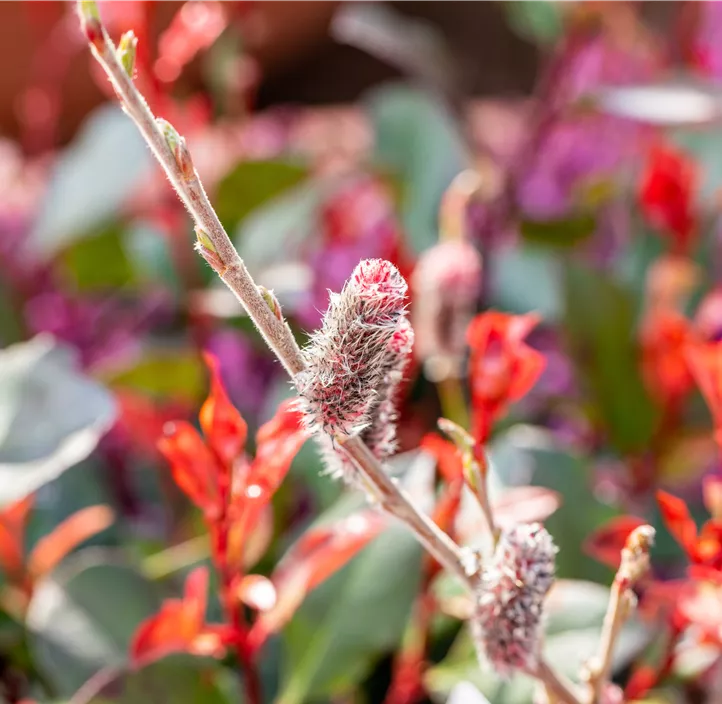 Weide Kätzchen Trio Weide Kätzchen Trio