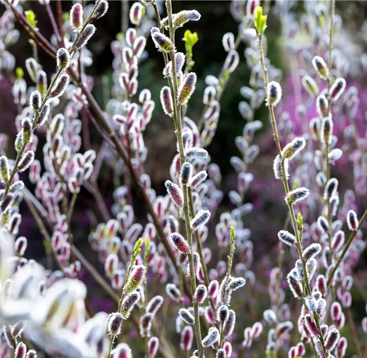 Weide Kätzchen Trio Weide Kätzchen Trio