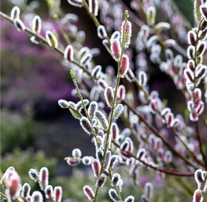 Weide Kätzchen Trio Weide Kätzchen Trio