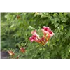 bellaflora Gartencenter GmbH