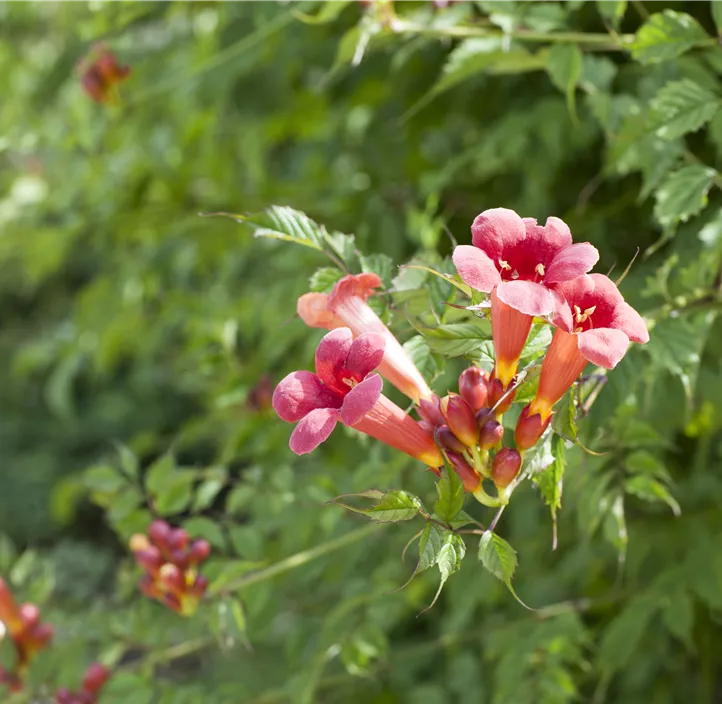 Trompetenblume