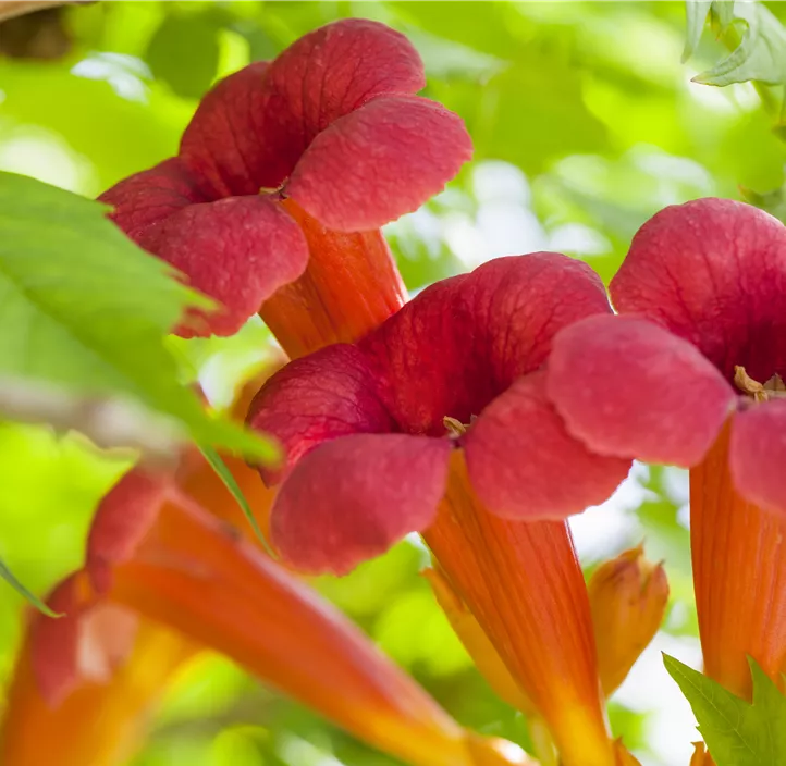 Rote Kletter-Trompetenblume