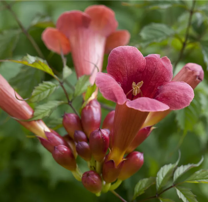 Rote Kletter-Trompetenblume