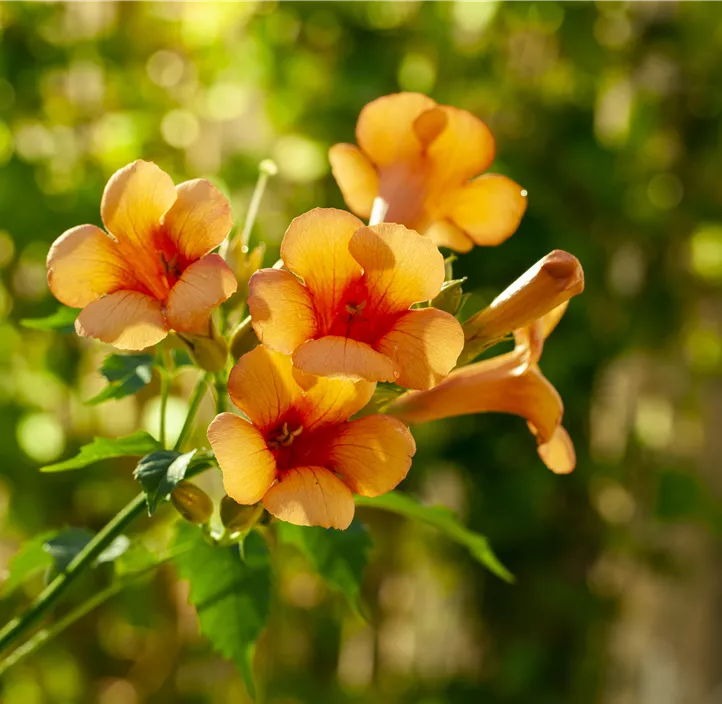 Rote Kletter-Trompetenblume