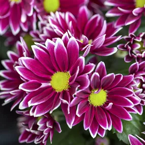 Chrysanthemum indicum Ciao