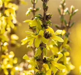 Forsythia 'Mikador'