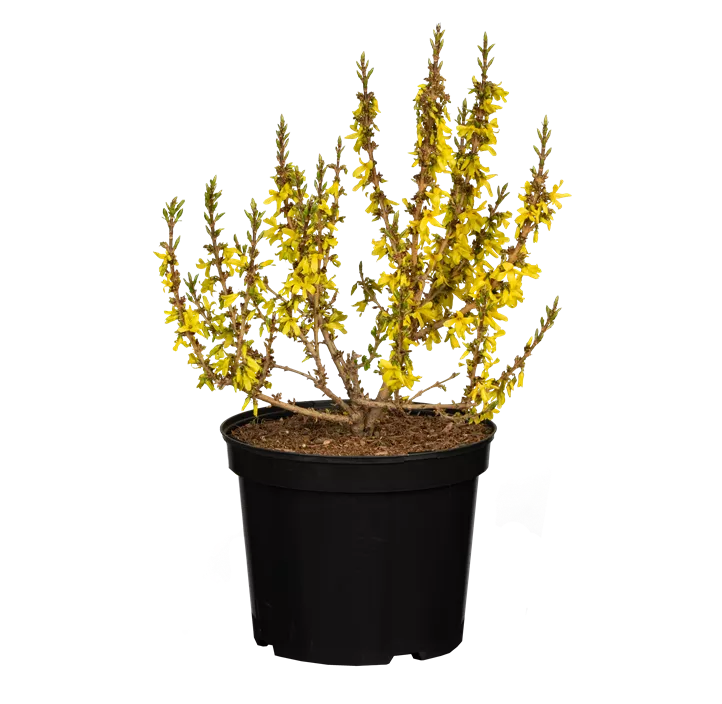 Forsythie 'Mikador'® Forsythie 'Mikador'®