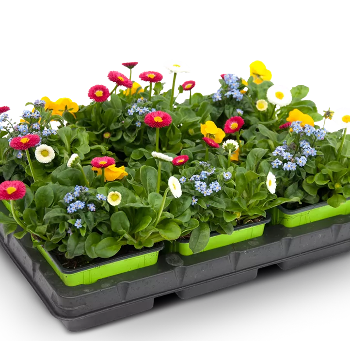 Frühlingsquattro Frühlingsquattro