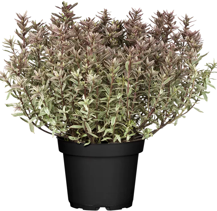 Strauchveronika 'Magic COlor' Strauchveronika 'Magic COlor'