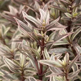 Hebe Magic Color Mix Hebe Magic Color Mix